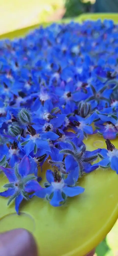 Бораго (огуречная трава, лист), 40 шт.